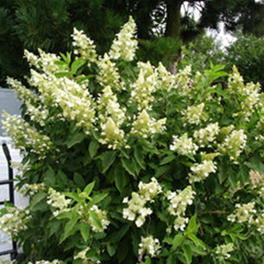                Hydrangea paniculata  Kyushu 